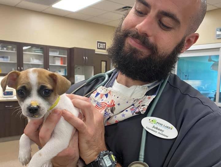 Cat & Dog Microchipping Pet Tracker Chip Palm Coast